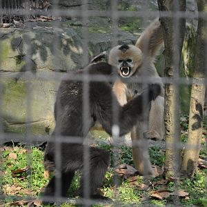 2016-02-02 Female Yellow-cheeked gibbon & Male Skywalker hoolock 01
