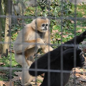 2016-02-02 Female Yellow-cheeked gibbon & Male Skywalker hoolock 02