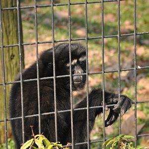2016-02-02 Skywalker hoolock gibbon