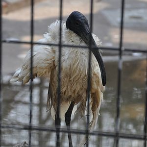 2016-02-02 Oriental white ibis