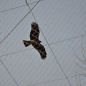 2016-02-02 flying black-eared kite