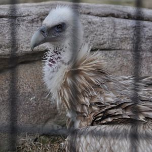 2016-02-02 Himalayan vulture