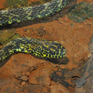 2016-02-02 King ratsnake