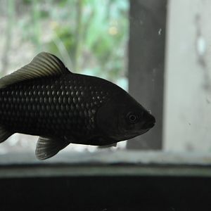 2016-02-02 Crucian carp