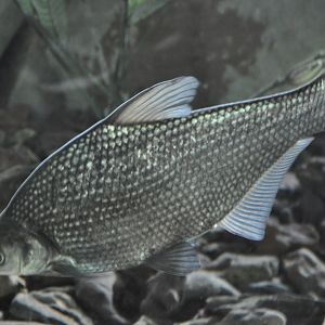 2016-02-02 White Amur bream
