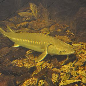 2016-02-02 Chinese sturgeon