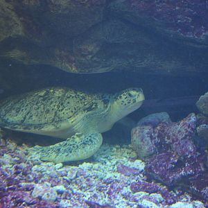 2016-02-02 Green sea turtle