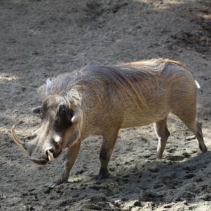 Southern Warthog