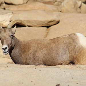 Desert Bighorn Sheep