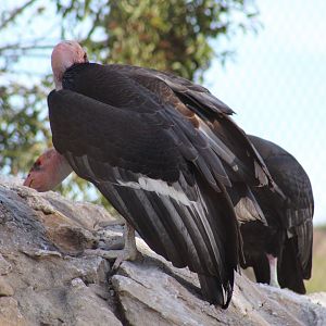 California Condor