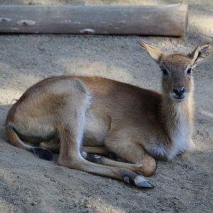 Red Lechwe Fawn