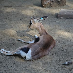 Southern Grant's Gazelle Fawn