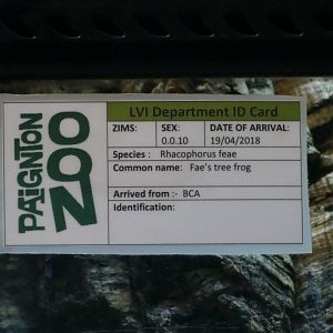 Fae's tree frog sign, April 2018