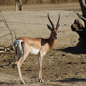 Southern Grant's Gazelle