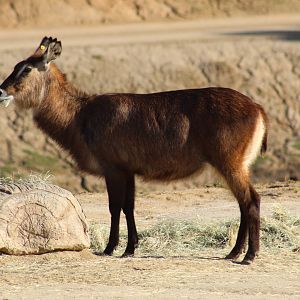 Lake Victoria Waterbuck
