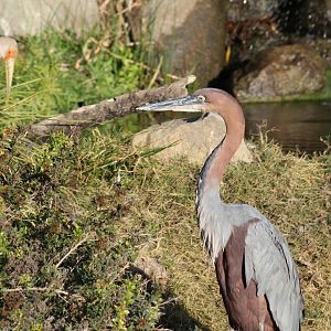 Goliath Heron