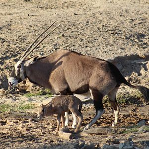 Gemsbok with Newborn