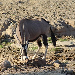 Gemsbok with Newborn