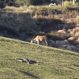 Patterson's Eland