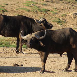 Cape Buffalo