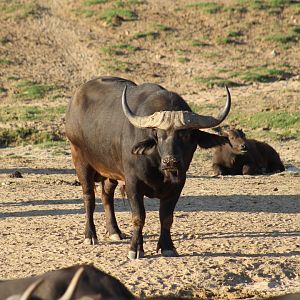 Cape Buffalo