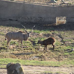 Southern Greater Kudu & Eastern Sitatunga