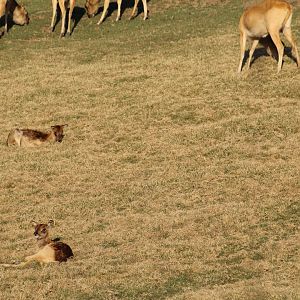 Nile Lechwe Fawns