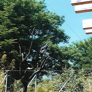 Bengal vulture (2001)