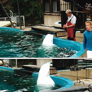 Beluga Ferdinand (2000)