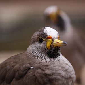 African wattled lapwing (Vanellus senegallus)