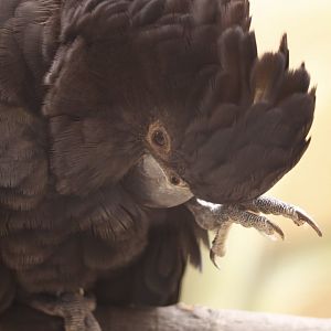 Red-tailed black cockatoo (Calyptorhynchus banksii)