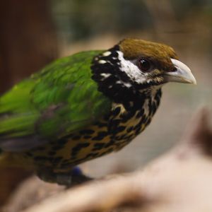 White-eared catbird (Ailuroedus buccoides buccoides)