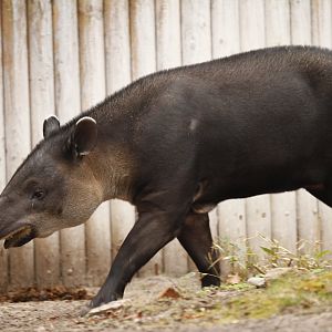 Baird's tapir (Tapirus bairdii)