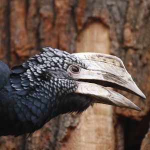 Silvery-cheeked hornbill (Bycanistes brevis)