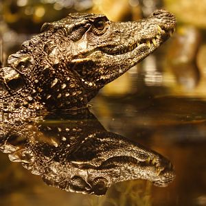 Smooth-fronted caiman (Paleosuchus trigonatus)