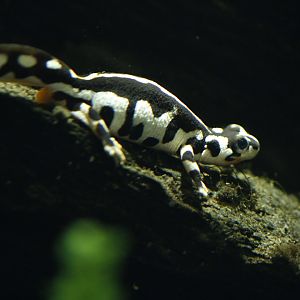 Kaiser's Spotted newt (Neurergus kaiseri)