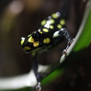Reticulated poison frog (Ranitomeya ventrimaculata)