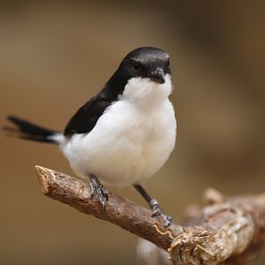 Long-tailed fiscal (Lanius cabanisi) ?