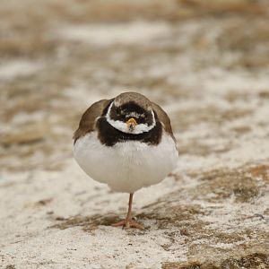 Common ringed plover (Charadrius hiaticula)