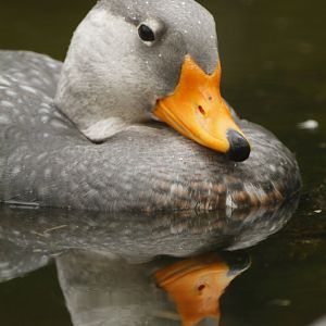 Magellanic steamer duck (Tachyeres pteneres)