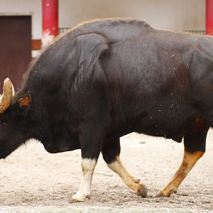 Indian gaur bull (Bos gaurus gaurus)