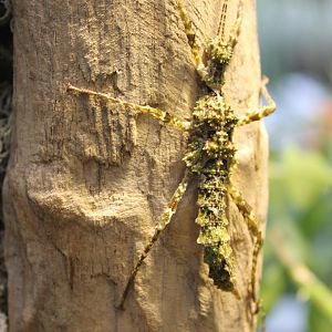 Stick insect ID