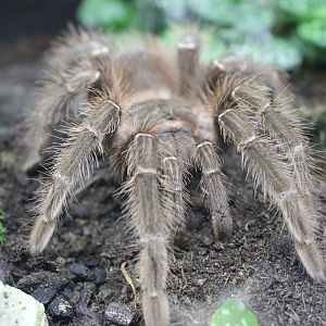 Tarantula species