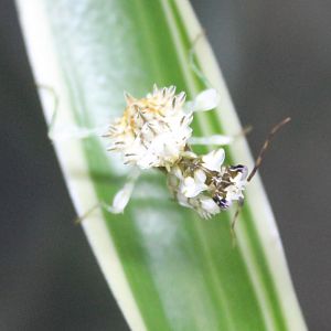 Pseudocreobotra wahlbergii