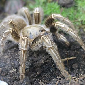 Aphonopelma seemanni