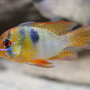 Ram cichlid