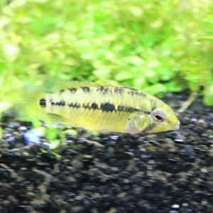 Cichlid ID