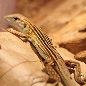 Cnemidophorus lemmiscatus