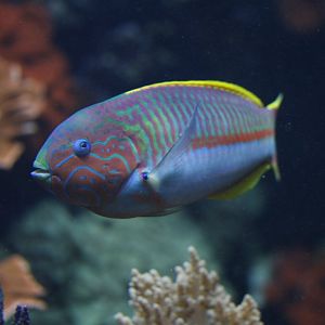 Klunzinger's wrasse (Thalassoma rueppellii)
