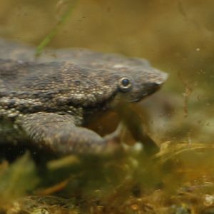 Sabana surinam toad (Pipa parva)